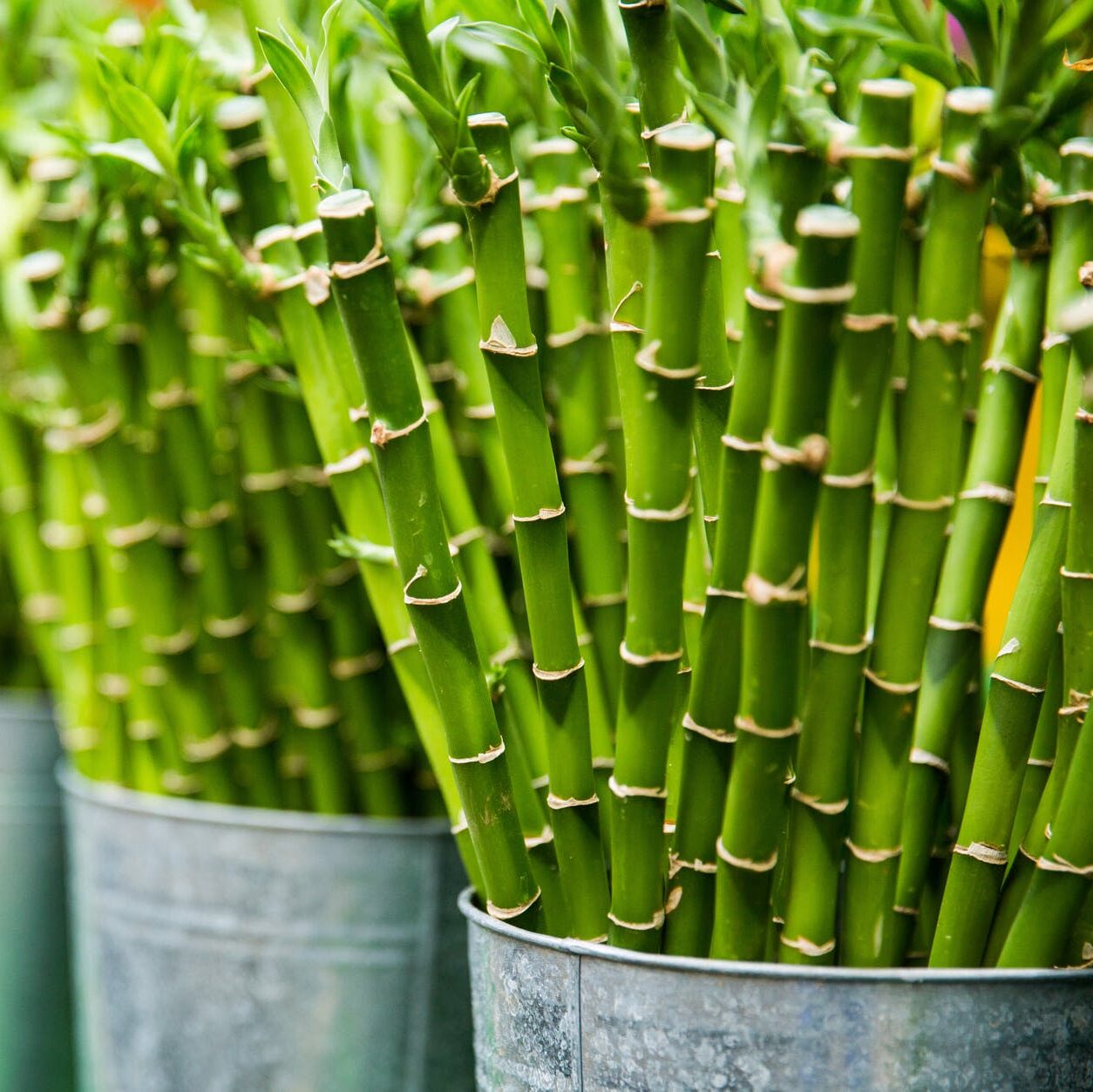 des pots remplis de bambou