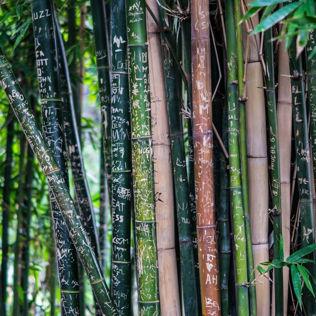 arbre branche de bambou